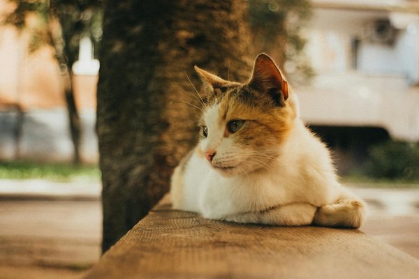 Essenzielle Fußübungen für Balletttänzer: Dein Schlüssel zu verletzungsfreiem und gesundem Tanzen!